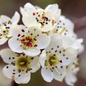 White Blossom Fragrance Oil