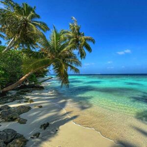 Paradise Island Fragrance Oil