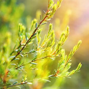 Melaleuca Fragrance Oil