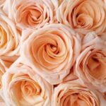 Graceful Fragrance Oil