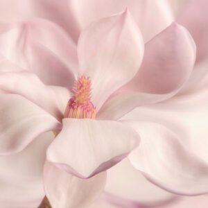 Snow White Fragrance Oil