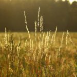 Spring Meadow Fragrance Oil