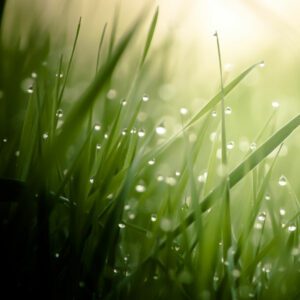 Morning Dew Fragrance Oil