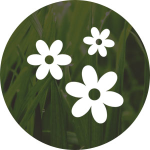 Natural Ingredients